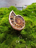 Ammonite Ring size 7.5