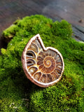 Ammonite Ring size 7.5