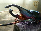 Rhinoceros Beetle and Kyanite Neck Loop
